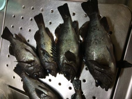 今シーズン一発目！