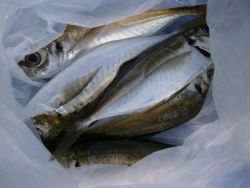 大阪南港海釣り公園　アジ