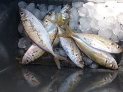 大阪南港海釣り公園 アジ、イワシほか