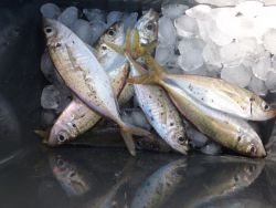 大阪南港海釣り公園　アジ、イワシほか