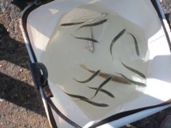 大阪南港海釣り公園 アジ、イワシほか