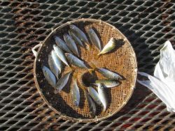 尼崎市立魚つり公園 サビキ釣りでアジとコノシロ