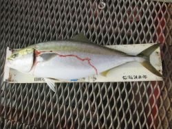 尼崎市立魚つり公園 サビキ釣りでアジとコノシロ