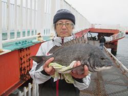 尼崎市立魚つり公園 シラサのズボ釣りで良型…