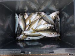 大阪南港海釣り公園　アジ、ガシラ