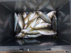 大阪南港海釣り公園　アジ、ガシラ