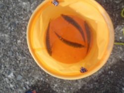 大阪南港海釣り公園 投稿