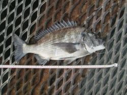 尼崎市立魚つり公園 サビキ釣りでコノシロ