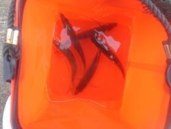 大阪南港海釣り公園　アジ！