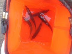 大阪南港海釣り公園　アジ！