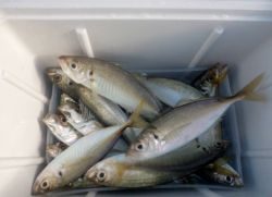 大阪南港海釣り公園 投稿