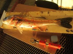 尼崎市立魚つり公園 投稿