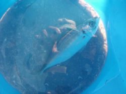 大阪南港海釣り公園 投稿