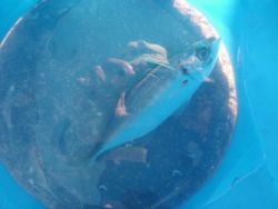 大阪南港海釣り公園 投稿