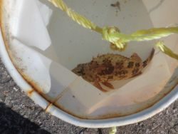 大阪南港海釣り公園 投稿