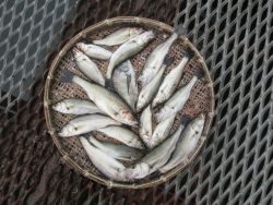 尼崎市立魚つり公園　セイゴ、ハネ、ほか