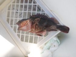 大阪南港海釣り公園　ガシラ、セイゴ、アジ