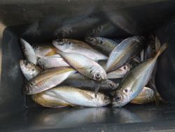 大阪南港海釣り公園 常連さまのアジ釣果