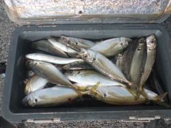 大阪南港海釣り公園 投稿