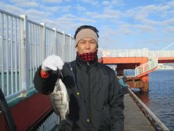 尼崎市立魚つり公園　ズボ釣りでセイゴほか