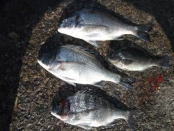 和歌山北港魚つり公園　チヌ、グレ