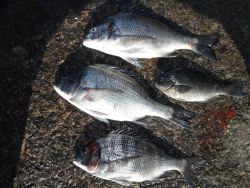 和歌山北港魚つり公園　チヌ、グレ