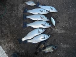 和歌山北港魚つり公園で平セイゴ