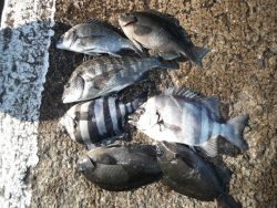 和歌山北港魚つり公園 投稿