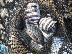 和歌山北港魚つり公園　グレ、サンバソウ