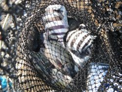 和歌山北港魚つり公園　グレ、サンバソウ