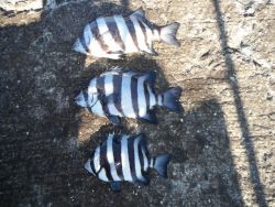 和歌山北港魚つり公園 カゴ釣りでサンバソウ…