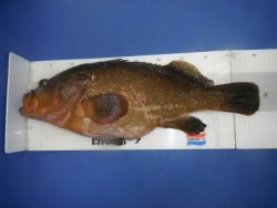 和歌山北港魚つり公園 投稿