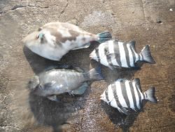 和歌山北港魚つり公園 投稿