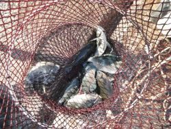 和歌山北港魚つり公園 投稿