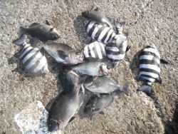 和歌山北港魚つり公園 投稿