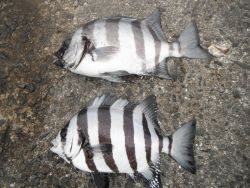 和歌山北港魚つり公園でサンバソウ