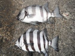 和歌山北港魚つり公園でサンバソウ