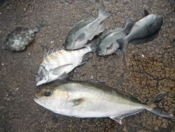 和歌山北港魚つり公園 投稿