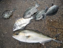 和歌山北港魚つり公園 投稿