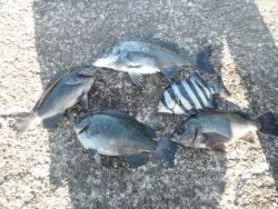 和歌山北港魚つり公園 投稿