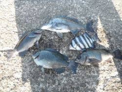 和歌山北港魚つり公園 投稿