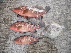 和歌山北港魚つり公園 天秤かご釣りでアコウ…