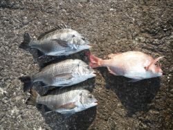 和歌山北港魚つり公園　マダイ、チヌ