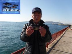 神戸市立平磯海づり公園　ウキ釣りでメバル