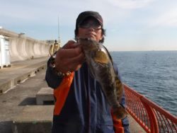 神戸市立平磯海づり公園 ポン級アイナメがヒット！