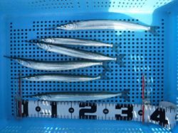 平磯海釣り公園　ウキ釣りでサヨリ6尾