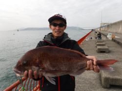平磯海釣り公園　ウキ釣りでマダイ65cm