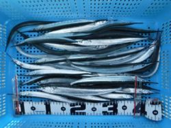 神戸市立平磯海づり公園 投稿