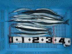 神戸市立平磯海づり公園 投稿