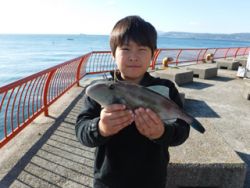 神戸市立平磯海づり公園 良型のウマヅラハギ…